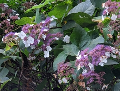 Hydrangea aspera