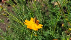 Atalopedes campestris
