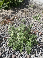 Parthenium bipinnatifidum