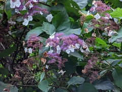 Hydrangea aspera