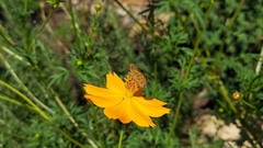 Atalopedes campestris