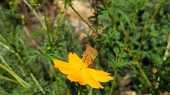 Atalopedes campestris
