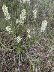 Stackhousia monogyna