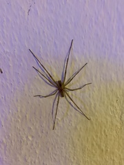 Kukulcania hibernalis