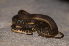 Thamnophis hammondii