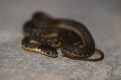 Thamnophis hammondii