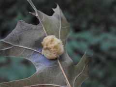 Callirhytis infuscata