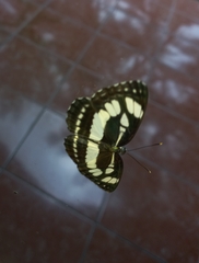 Neptis