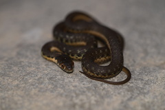 Thamnophis hammondii