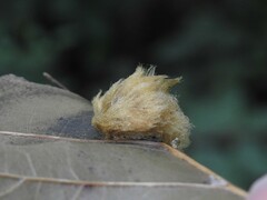 Callirhytis infuscata