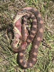 Pituophis deppei