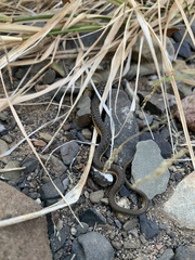 Thamnophis hammondii