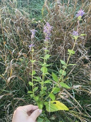 Agastache foeniculum