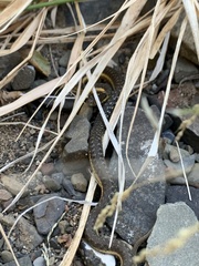 Thamnophis hammondii