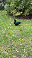 Cairina moschata domestica