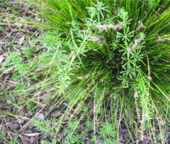 Galium aparine