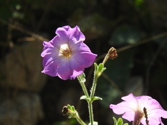 Petunia axillaris