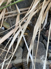 Thamnophis hammondii