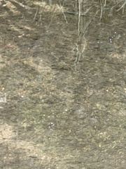 Faxonius virilis