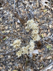 Pseudognaphalium californicum