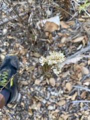 Pseudognaphalium californicum