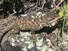 Sceloporus mucronatus