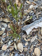 Pseudognaphalium californicum