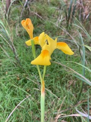 Moraea spathulata