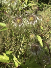 Clematis tangutica
