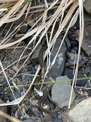 Thamnophis hammondii