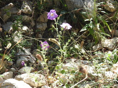 Petunia axillaris