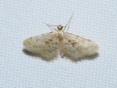 Idaea bonifata