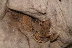 Pseudacris cadaverina