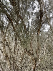 Myrtoideae