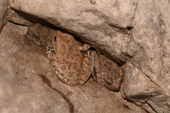 Pseudacris cadaverina