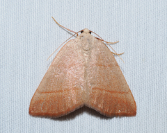 Drepanulatrix bifilata