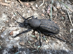 Talaurinus