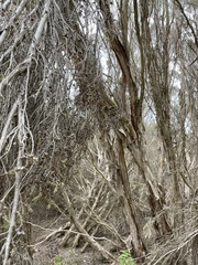 Myrtoideae