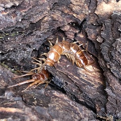 Lithobius