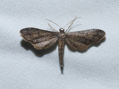 Protoproutia rusticaria