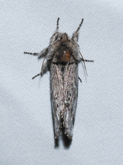 Ianassa coloradensis