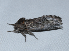 Ianassa coloradensis