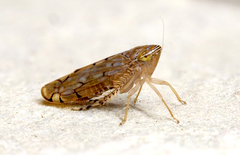 Osbornellus clarus