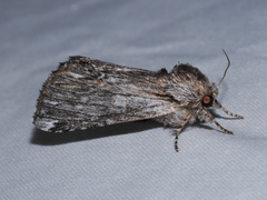 Ianassa coloradensis