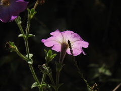 Petunia axillaris