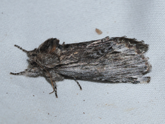 Ianassa coloradensis