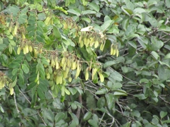 Lonchocarpus