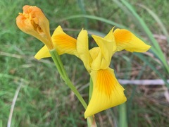 Moraea spathulata