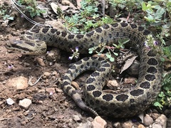 Crotalus triseriatus