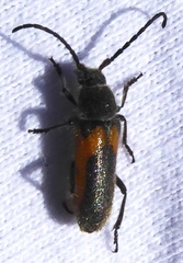 Crossidius discoideus
